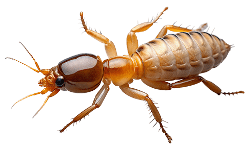Amber-brown termite close-up macro, segmented abdomen, antennae, mandibles, isolated on white | Global Pest termite control