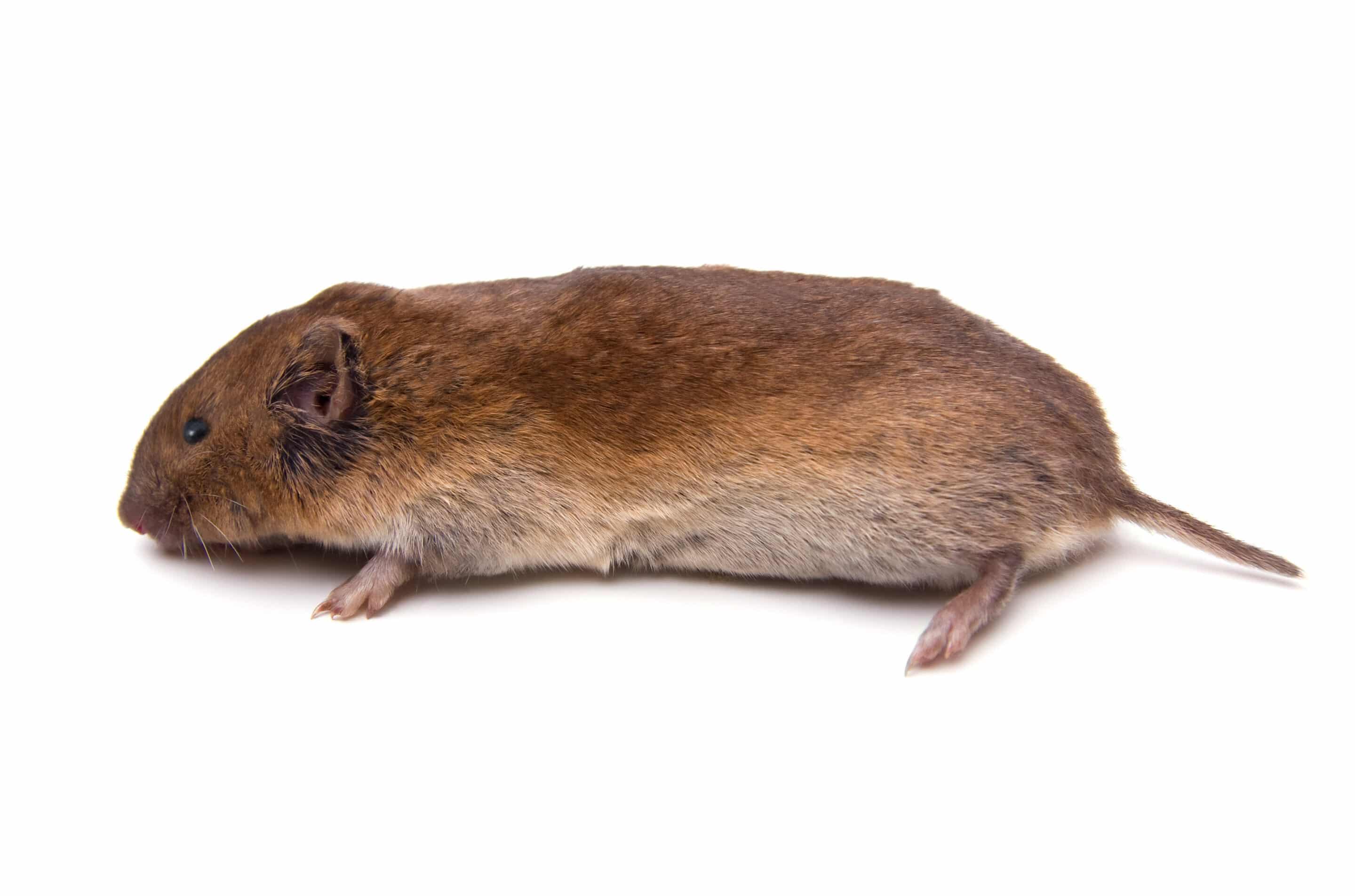 Woodland Vole A squirrel humanly being captured by Global Pest Management