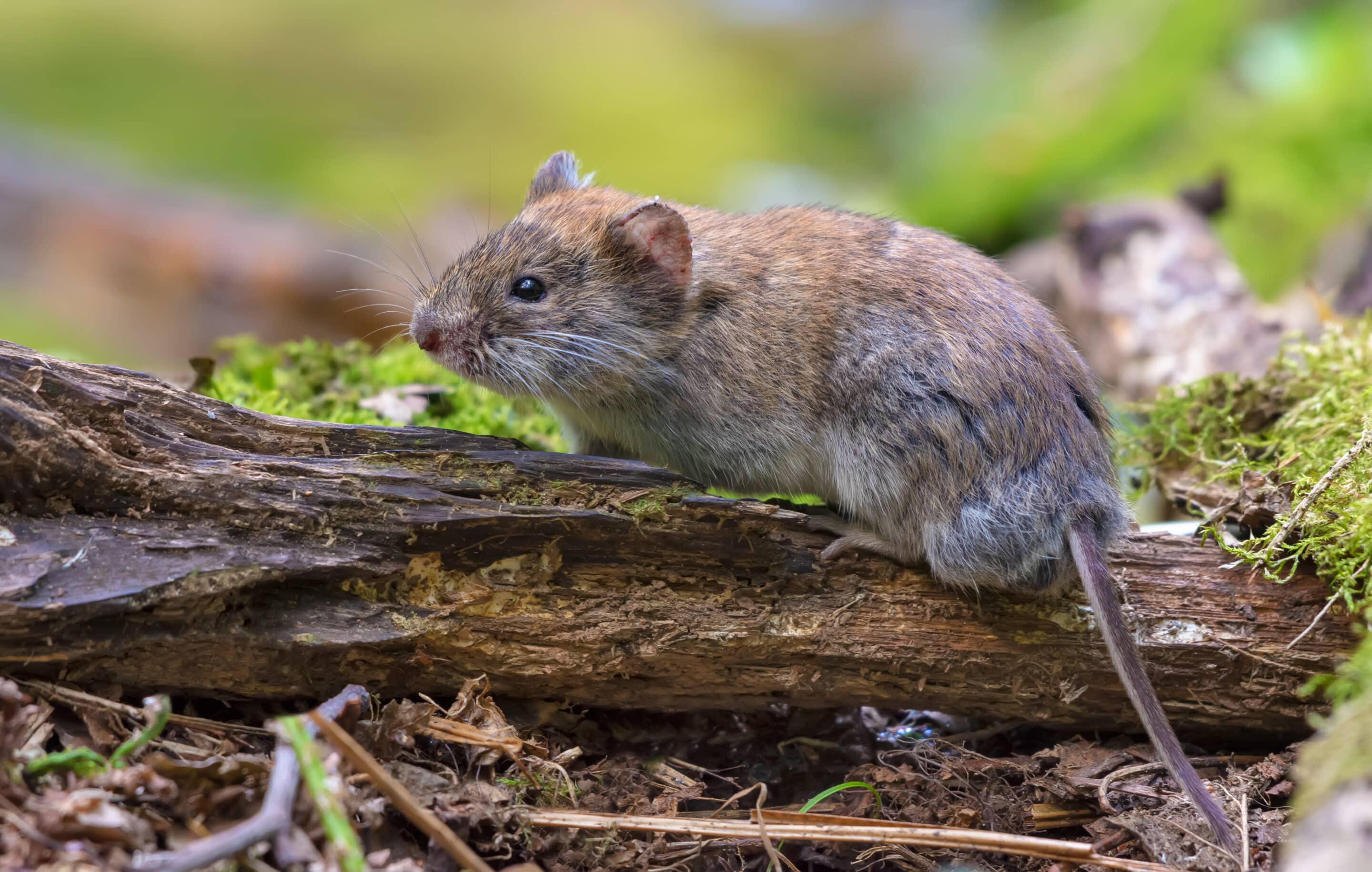 Vol Pest Control Vole Control - Global Pest Management