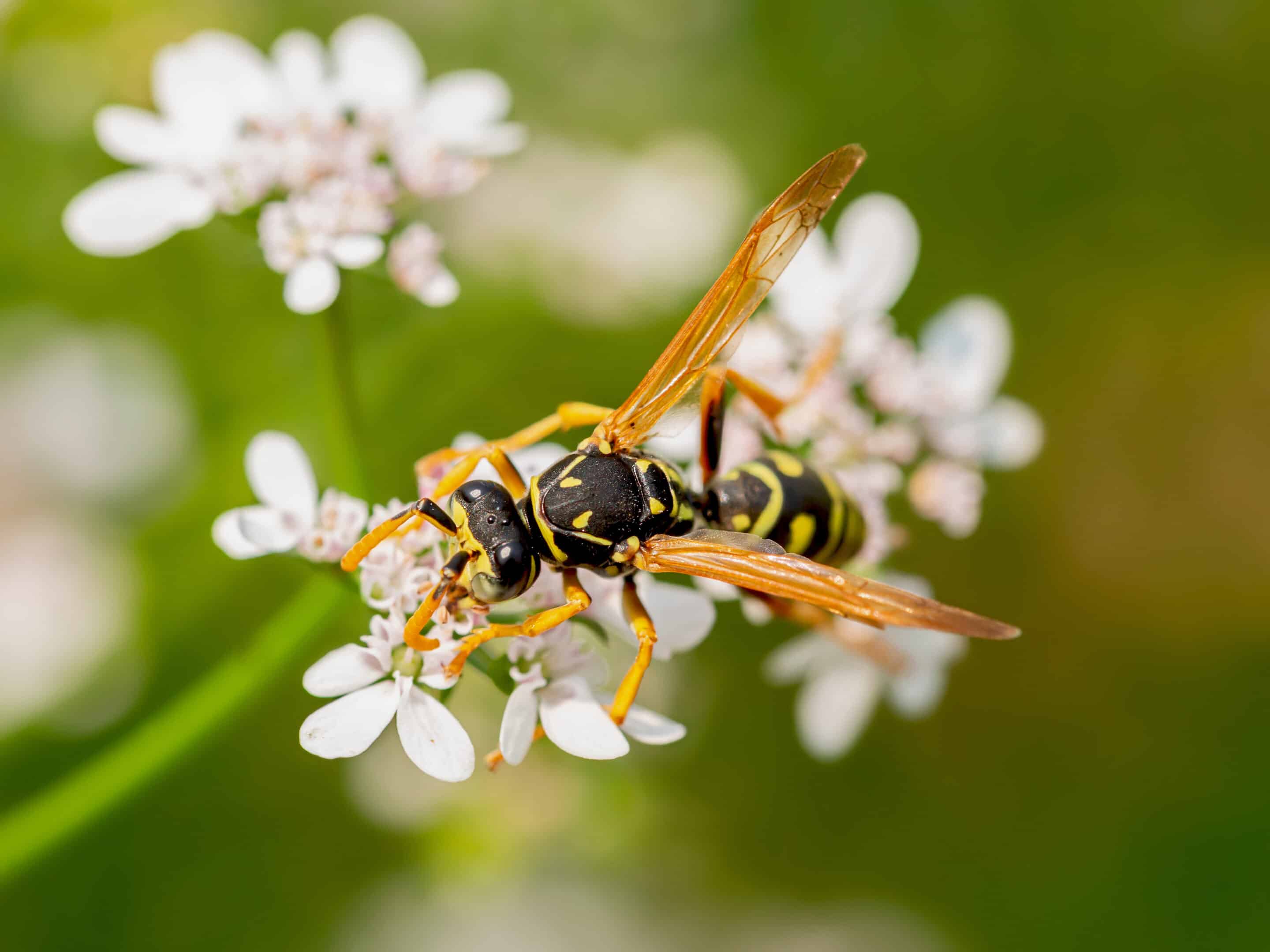 Paper wasps are a type of social vespid wasps Exterminators in blue uniforms with pest control equipment near a white service van